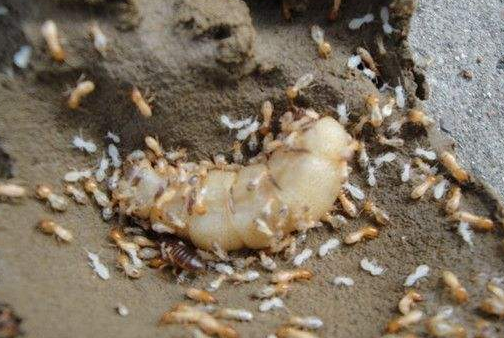 南澳哪里有杀白蚁